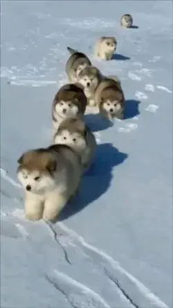 Cute Dog squad