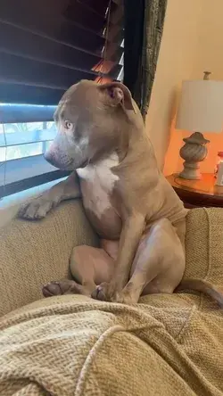 Dog watching an Argument