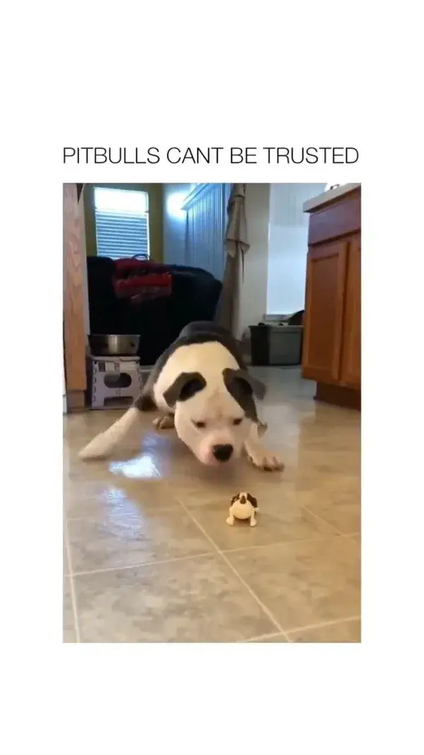 I hope the toy is okay. Absolutely adorable