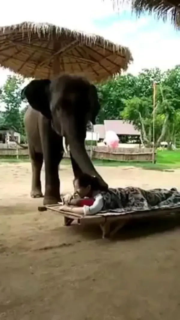 Elephants are the best people _ imgur_Trim.