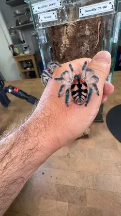 Brazilian Jewel tarantula (Typhochlaena seladonia), Brazil by urbantarantulas IG