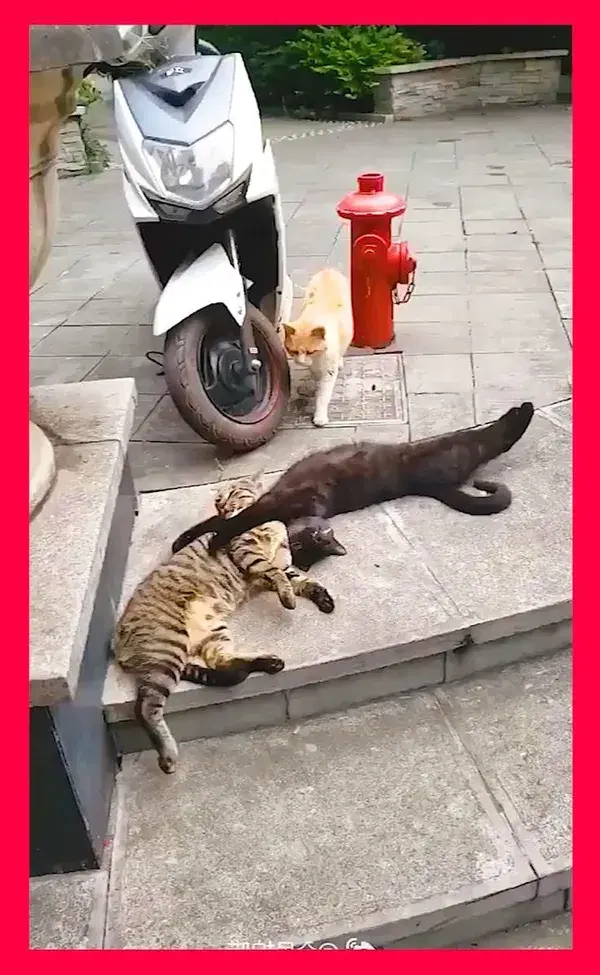 Cute Animal and pet Funny