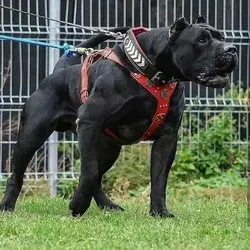 Friendly and extremely faithful, the cane corso will surprise you from the start.