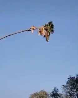 Cutting a palm tree 🌴