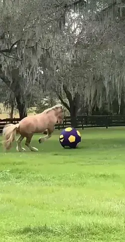 Handsome Soccer player🐎⚽️