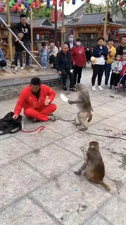 monkey street performer