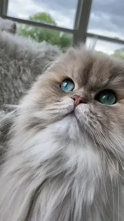 Persian Cat