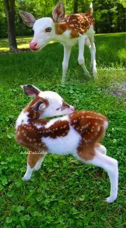 Needy rescue dog demanding attention from owner