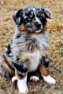 30 Best Dog Names For Amazing Australian Shepherd Dogs [PICTURES] - DogTime