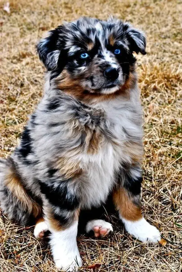 30 Best Dog Names For Amazing Australian Shepherd Dogs [PICTURES] - DogTime