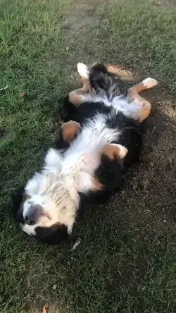 Joyful Dog and his ground hole