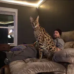 Serval cat breeder