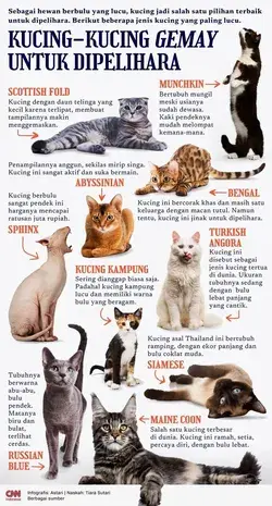 Bengal cat size  Siamese cat talkative  Maine Coon personality  Ragdoll cat grooming  Persian cat he