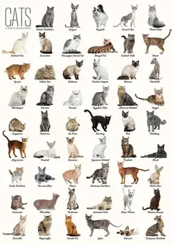 Types of cats