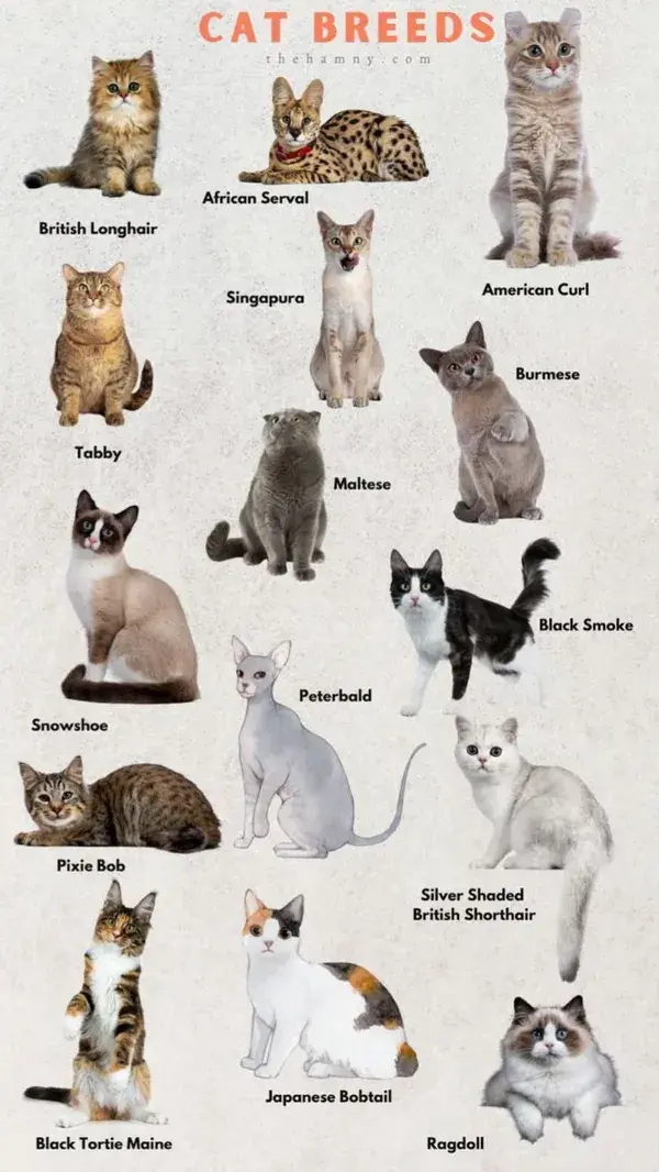 interesting cat breeds🌼🌼🌼🌼🌼🌼🌼🌼🌼🌼🌼