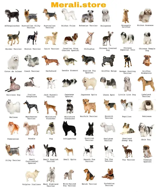 Dog breeds