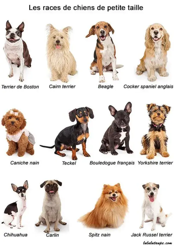 Dog List