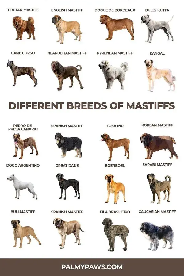 30 popular English Dog Breeds | dogs lovers tattoo | pets animals