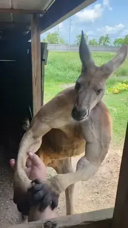 Is it natural for this kangaroo to be so muscular?