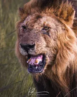 Morani, One of Massai Mara's oldest lions 4/23/2023