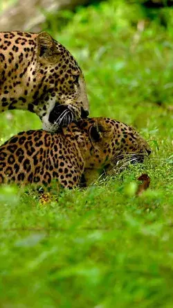 A pair of mating Leopards in the Kabini greens.