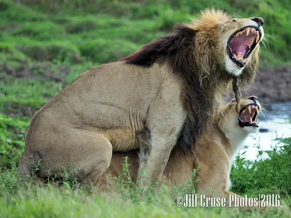 Lion Roar Images: Capturing the Fierce and Powerful Expression