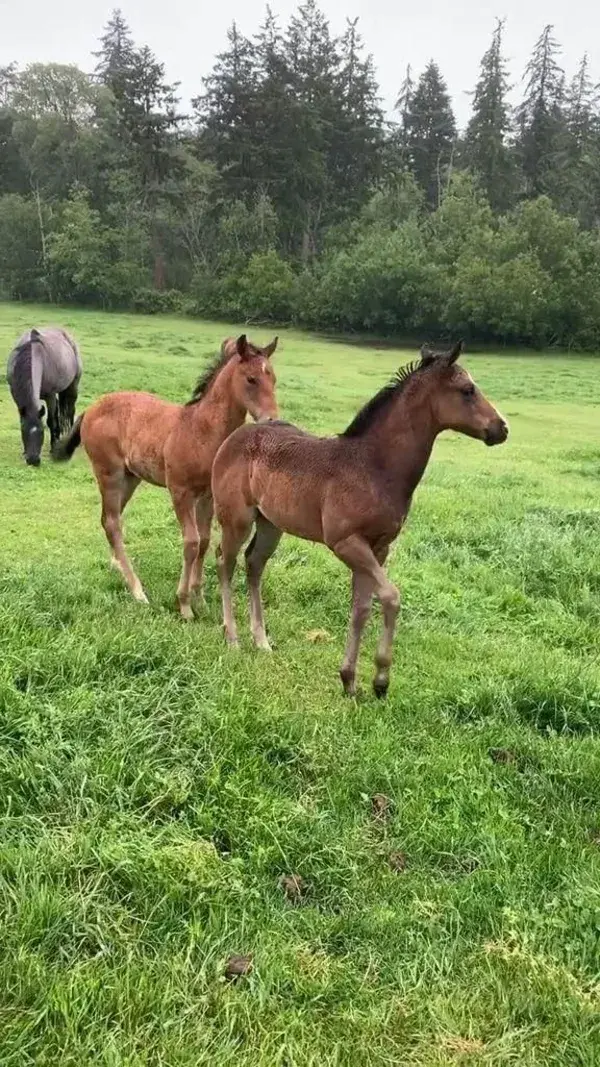 She's a boss mare like her mamma