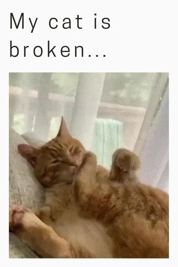 My cat is broken😅🙀 😍follow @ecosenpai❗ because you want more👍🙌😍😅The best video about animals!