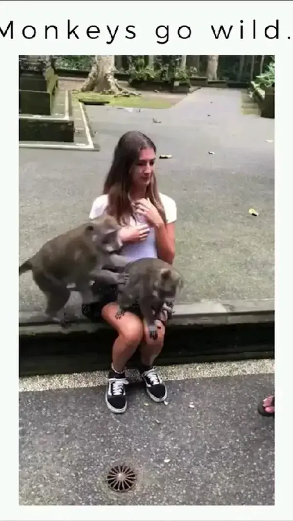 Funny Monkey, Cat, Dogs Reaction Video with Angry Reactions of Dogs, Monkeys and Cats & Funny