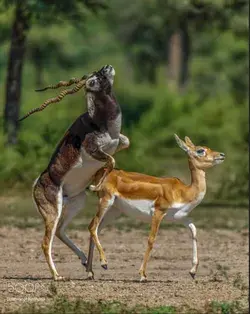 Blackbuck Antelopes Mating