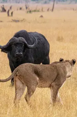Mesmerizing African Buffalo Pictures: Watch Video for Amazing Facts - animal tattoo nature aesthetic