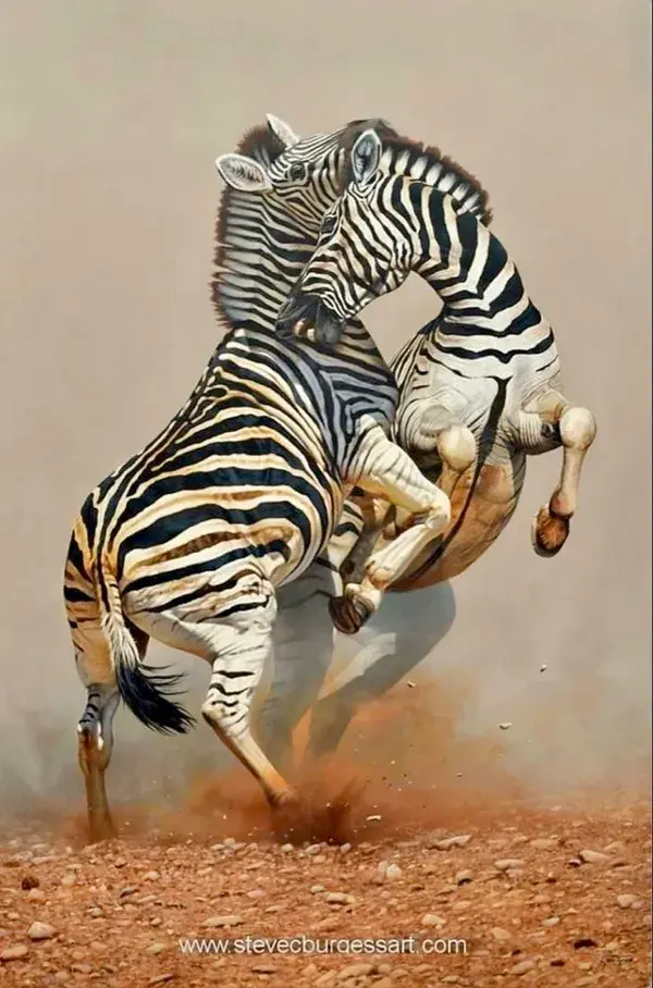 Zebra Stallions Fighting