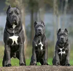 beautiful Cane corse dogs / black cane corse / cane corse puppies / King corso dog