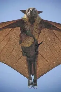 Young flying fox riding mother's breast