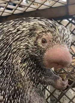 Sophie the prehensile-tailed porcupine