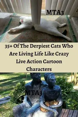 35+ Of The Derpiest Cats Who Are Living Life Like Crazy Live Action Cartoon Characters