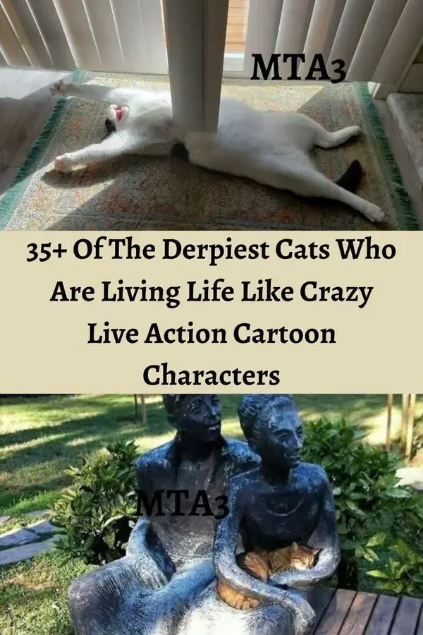 35+ Of The Derpiest Cats Who Are Living Life Like Crazy Live Action Cartoon Characters