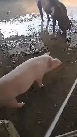 pig: i love this so much