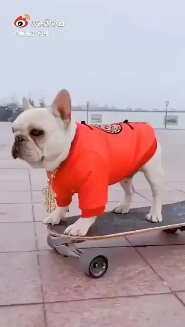 Bulldog skateboarding.