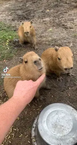 Capybara relaxation