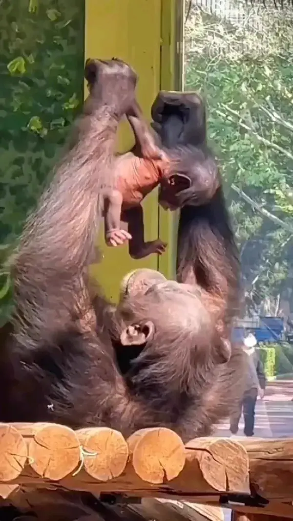 monkey mother plays with child