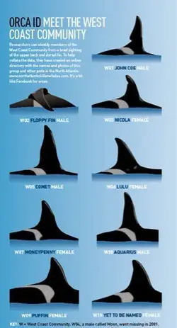 Some love for the blackfish — scottish-orca:  An old (slightly outdated)*...