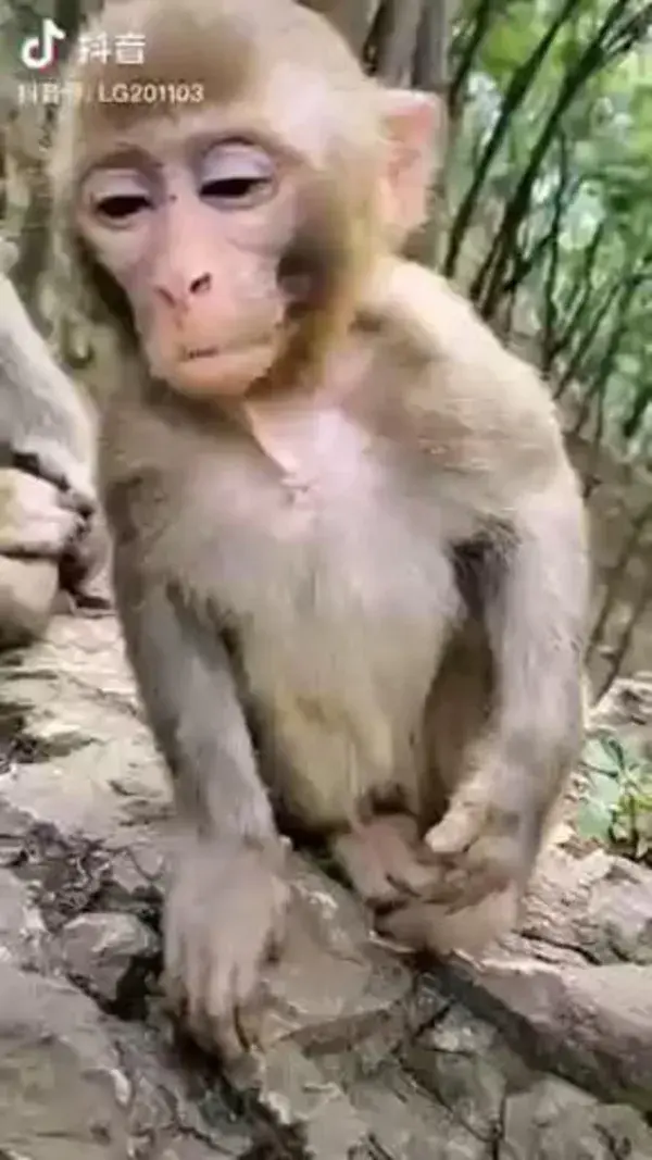 Monkey_by tiktok_Trim.