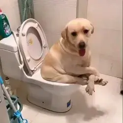 Dog going for a poop on his humans toilet 🤣