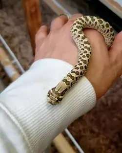 Western Hognose Snake aka Heterodon nasicus