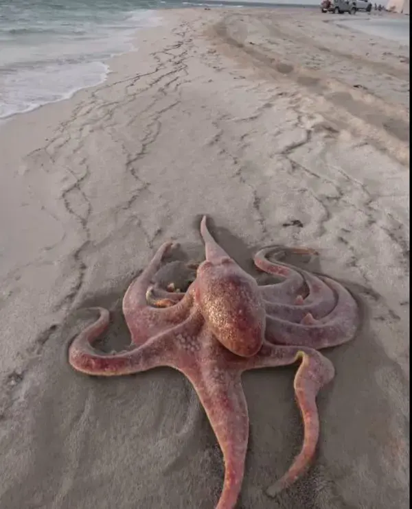 Amazing Land Octopus  #shorts Videos by Just amazing