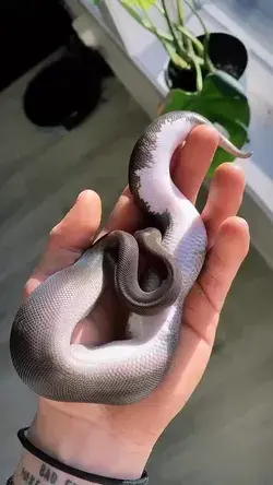 I love this snake. It is so beautiful. ❤️