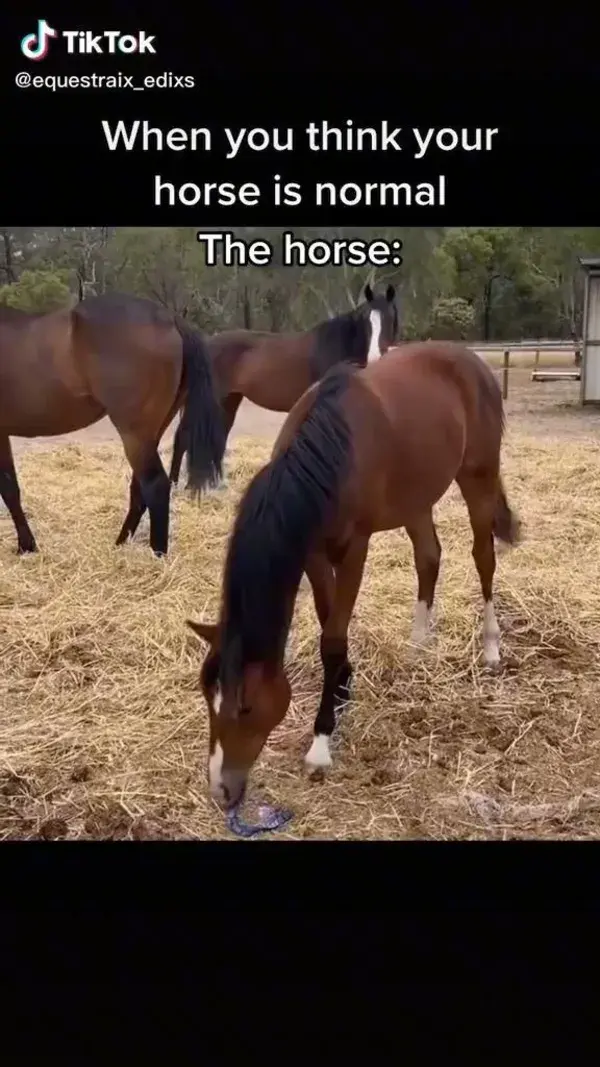 funny horse videos jumping