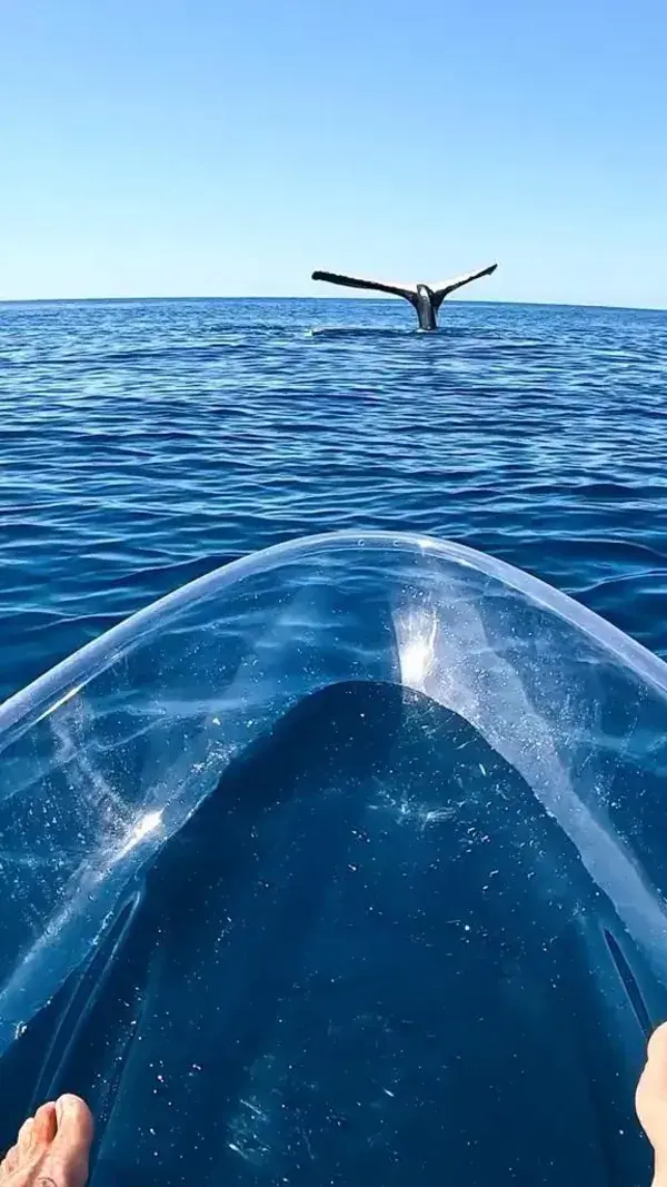 Epic Whale Encounter