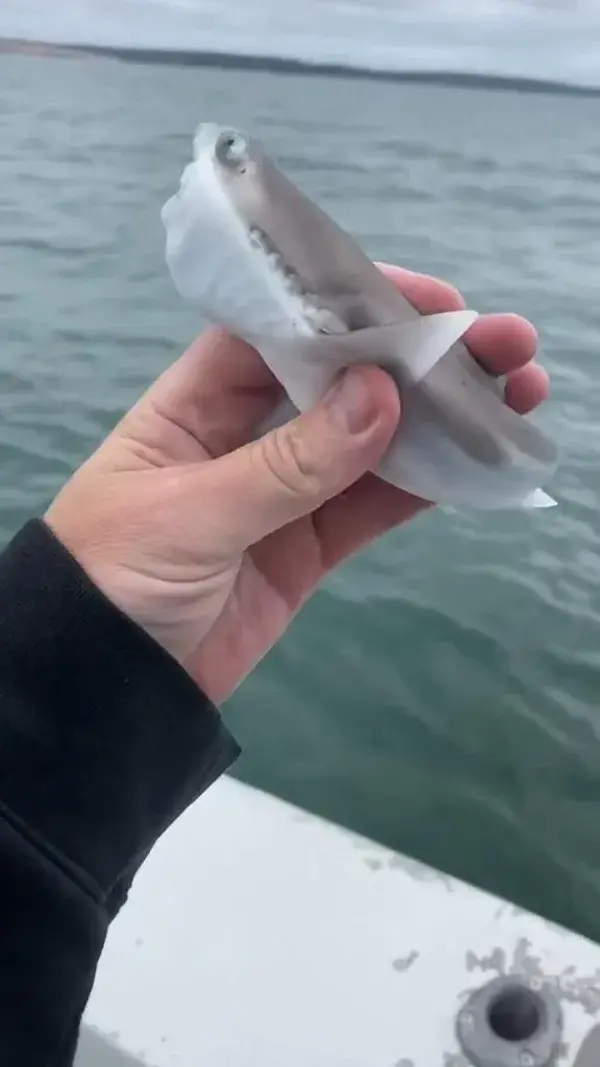 Baby shark doo doo doo